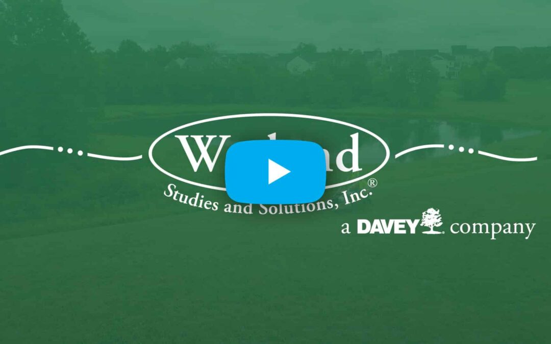 Wetland Studies & Solutions | Video